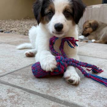 Futurama -  Collie and Golden Retriever Dog for Adoption in Phoenix, Arizona - Futurama | PetCurious