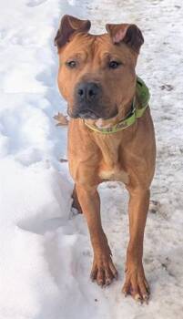 Pit Bull Terrier Dogs Available for Adoption - BUTTERFINGER | PetCurious