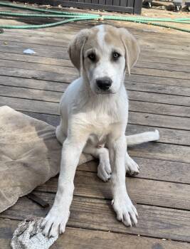26Sting -  Anatolian Shepherd and Great Pyrenees Dog for Adoption in Shingle Springs, California - 26Sting | PetCurious