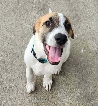 Fred -  Great Pyrenees and Mixed Breed Dog for Adoption in Severance, Colorado - Fred | PetCurious
