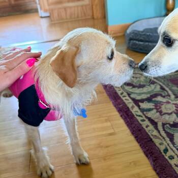 Yorkshire Terrier Dogs Available for Adoption - Pelona | PetCurious