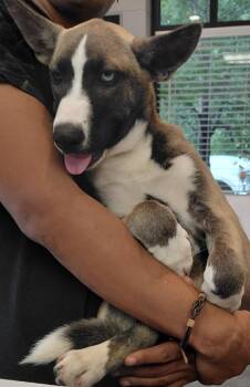 Sasha -  Husky and Pit Bull Terrier Dog for Adoption in Henderson, North Carolina - Sasha | PetCurious