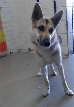 ELIANA -  German Shepherd Dog Dog for Adoption in San Bernardino, California - ELIANA | PetCurious