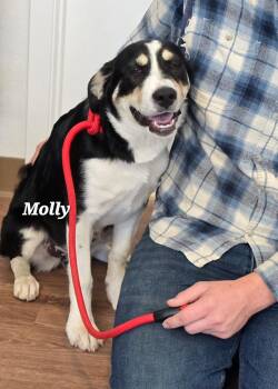 Molly -  Anatolian Shepherd Dog Available for Adoption in Mingus, Texas - Molly | PetCurious