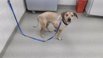 Rescue Labrador Retriever and Mixed Breed Dogs for Adoption in Omaha, Nebraska - FORD | PetCurious