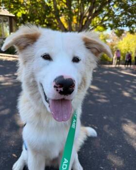 Buster -  Great Pyrenees Dog for Adoption in Crescent City, California - Buster | PetCurious