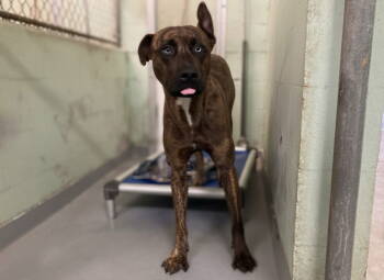 Rescue Mixed Breed Dogs for Adoption in Durham, North Carolina - Johnny Bravo | PetCurious