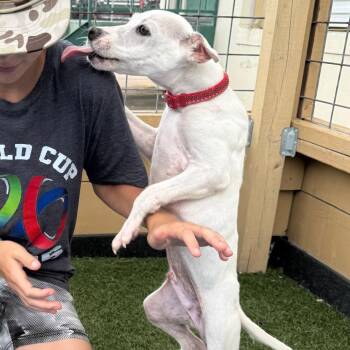 Pickles -  Retriever Dog for Adoption in Houston, Texas - Pickles | PetCurious