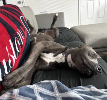 Robin -  Mixed Breed and Pit Bull Terrier Dog for Adoption in Austin, Texas - Robin | PetCurious