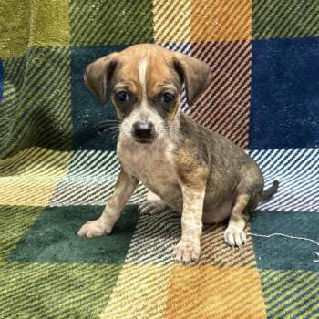 Vivienne -  Dachshund and Terrier Dog for Adoption in Beaumont, Texas - Vivienne | PetCurious