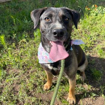 Wednesday -  Labrador Retriever and Australian Cattle Dog Blue Heeler Dog for Adoption in Willis, Texas - Wednesday | PetCurious
