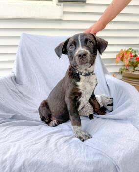 Peanut -  Mixed Breed Dog for Adoption in Murray, Kentucky - Peanut | PetCurious