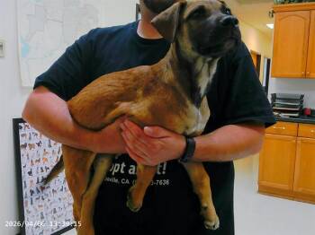 German Shepherd Dog and Mixed Breed Dogs Available for Adoption in Oroville, California - OAKLEY | PetCurious