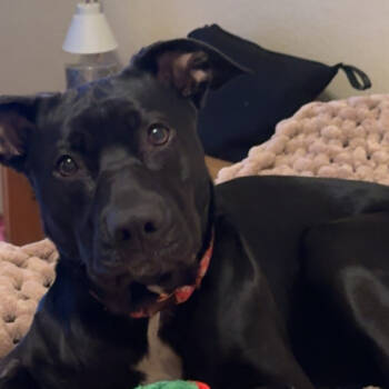 Rescue Pit Bull Terrier and German Shepherd Dog Dogs for Adoption in Dallas, Texas - Sunny | PetCurious