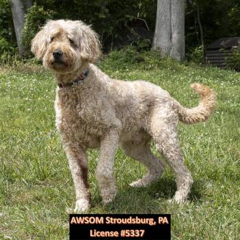 Copper -  Goldendoodle Dog for Adoption in Stroudsburg, Pennsylvania - Copper | PetCurious