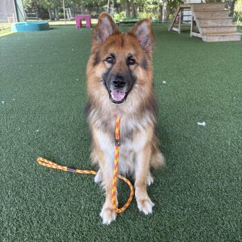 Zazu -  German Shepherd Dog Dog for Adoption in Eatontown, New Jersey - Zazu | PetCurious