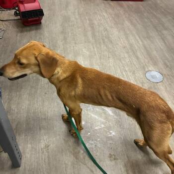 Doir -  Labrador Retriever and Mixed Breed Dog for Adoption in Pasadena, California - Doir | PetCurious