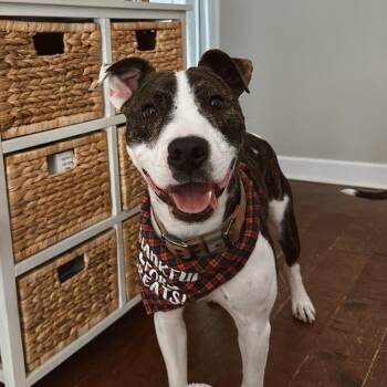 Rescue Pit Bull Terrier Dogs for Adoption in Columbia, South Carolina - My Name