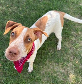 Rescue Australian Cattle Dog Blue Heeler Dogs for Adoption in Logan, Utah - Lime | PetCurious