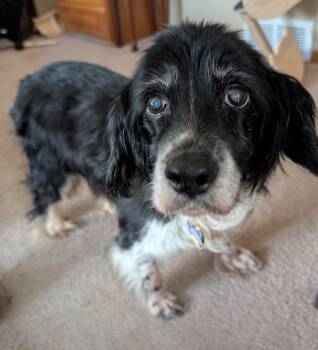 Rescue Cocker Spaniel Dogs for Adoption in Parker, Colorado - Maggie H 25092 | PetCurious