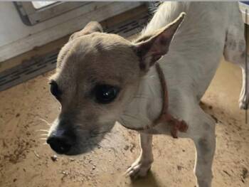 Chihuahua Dogs Available for Adoption in Clovis, New Mexico - Nemo | PetCurious