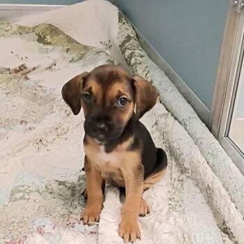 Bandita -  Mixed Breed Dog for Adoption in Uniontown, Pennsylvania - Bandita | PetCurious