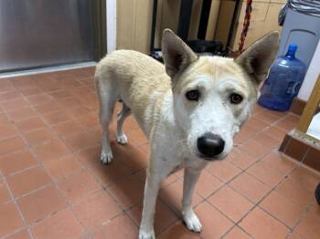 Rescue German Shepherd Dog and Mixed Breed Dogs for Adoption in Camarillo, California - MARGO | PetCurious