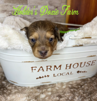 Miniature Dachshund Dogs Available for Sale - Jax | PetCurious