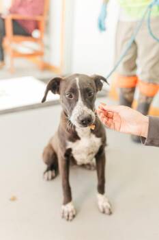 Latte -  Mixed Breed Dog for Adoption in Lawrenceburg, Tennessee - Latte | PetCurious