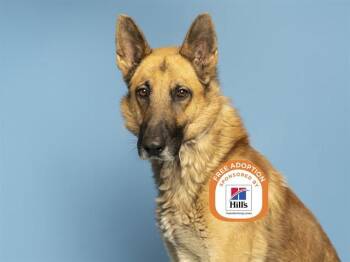 ROMEO -  German Shepherd Dog Dog for Adoption in Phoenix, Arizona - ROMEO | PetCurious