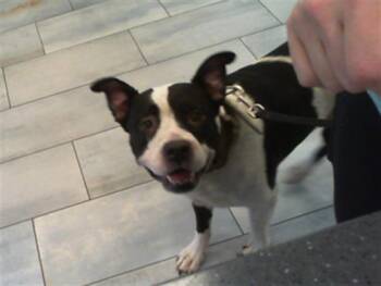 A1270263 -  Pit Bull Terrier Dog for Adoption in Charlotte, North Carolina - A1270263 | PetCurious