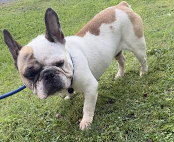 French Bulldog Dogs Available for Adoption in Louise, Texas - Sunny | PetCurious
