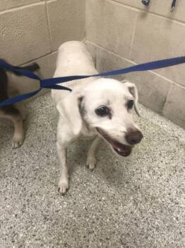 A430295 -  Chihuahua Dog for Adoption in Conroe, Texas - A430295 | PetCurious