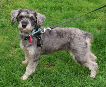 Miniature Schnauzer Dogs Available for Adoption in Harrison, New York - Aqua | PetCurious