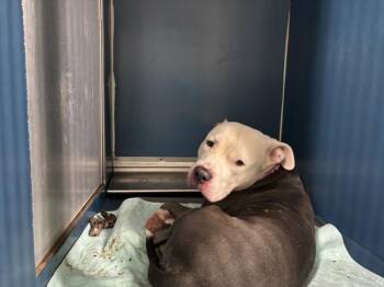 Winston -  Mixed Breed Dog for Adoption in New York, New York - Winston | PetCurious