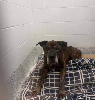 Marlo -  Mixed Breed Dog for Adoption in Atlanta, Georgia - Marlo | PetCurious