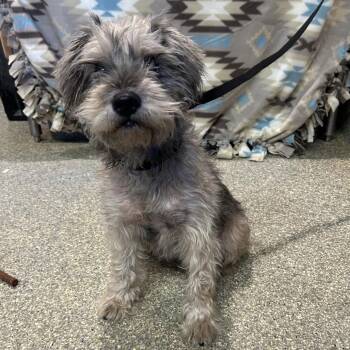 IVHS-Stray-143343 -  Terrier and Miniature Schnauzer Dog for Adoption in San Gabriel, California - IVHS-Stray-143343 | PetCurious