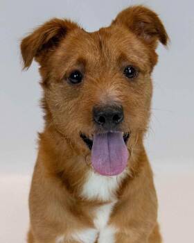 Scruff -  Terrier Dog for Adoption in Kennesaw, Georgia - Scruff | PetCurious