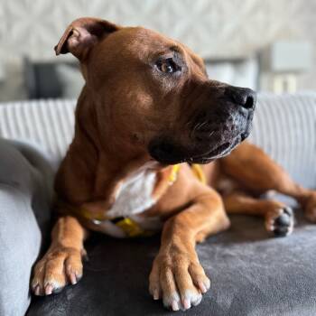 Rescue English Bulldog Dogs for Adoption in West Palm Beach, Florida - Ralphie | PetCurious