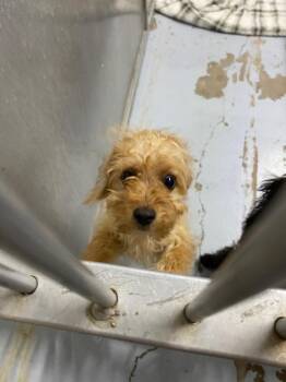 Potato -  Terrier Dog for Adoption in Fort Worth, Texas - Potato | PetCurious
