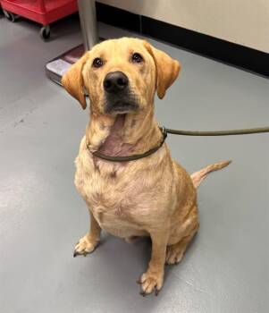 Labrador Retriever Dogs Available for Adoption - Casey | PetCurious
