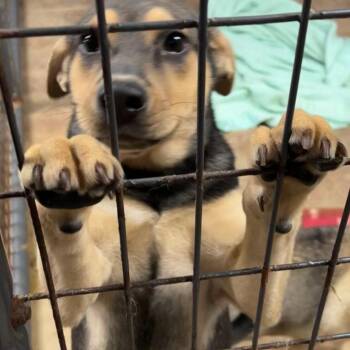 Rescue Shepherd Dogs for Adoption - Nicki | PetCurious