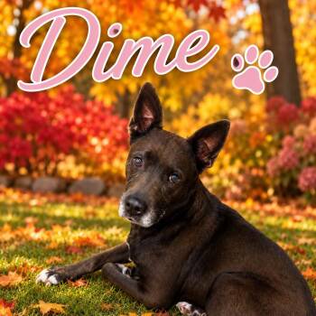 Dime -  Shepherd and Husky Dog for Adoption in Paramus, New Jersey - Dime | PetCurious