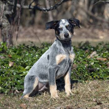 Australian Cattle Dog Blue Heeler Dogs Available for Adoption - Wilkie | PetCurious