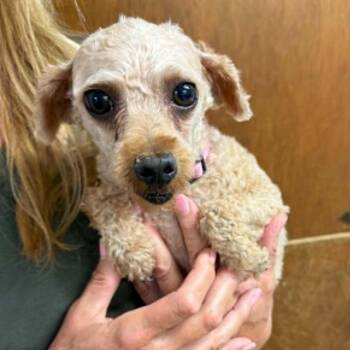 Honey-Foster Home Needed -  Poodle Dog for Adoption in Hartland, Wisconsin - Honey-Foster Home Needed | PetCurious