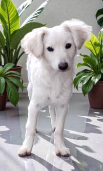 Spaniel Dogs Available for Adoption - Peter  | PetCurious