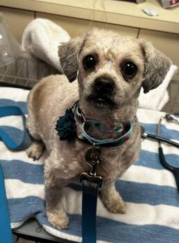 Shih Tzu and Maltese Dogs Available for Adoption - Porsche | PetCurious