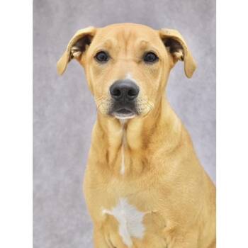 Forrest (puppy) - ECAS -  Pit Bull Terrier and Mixed Breed Dog Available for Adoption in Pleasanton, California - Forrest (puppy) - ECAS | PetCurious