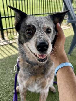 Brexlee -  Mixed Breed Dog for Adoption in Wichita, Kansas - Brexlee | PetCurious