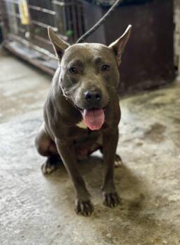 Rescue Mixed Breed Dogs for Adoption in Valparaiso, Indiana - Miss B | PetCurious